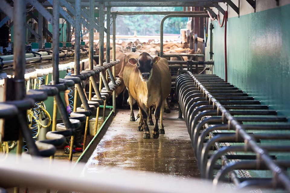 Brades Farm Commitment to Sustainibility and Providing a Product the Customer Wants