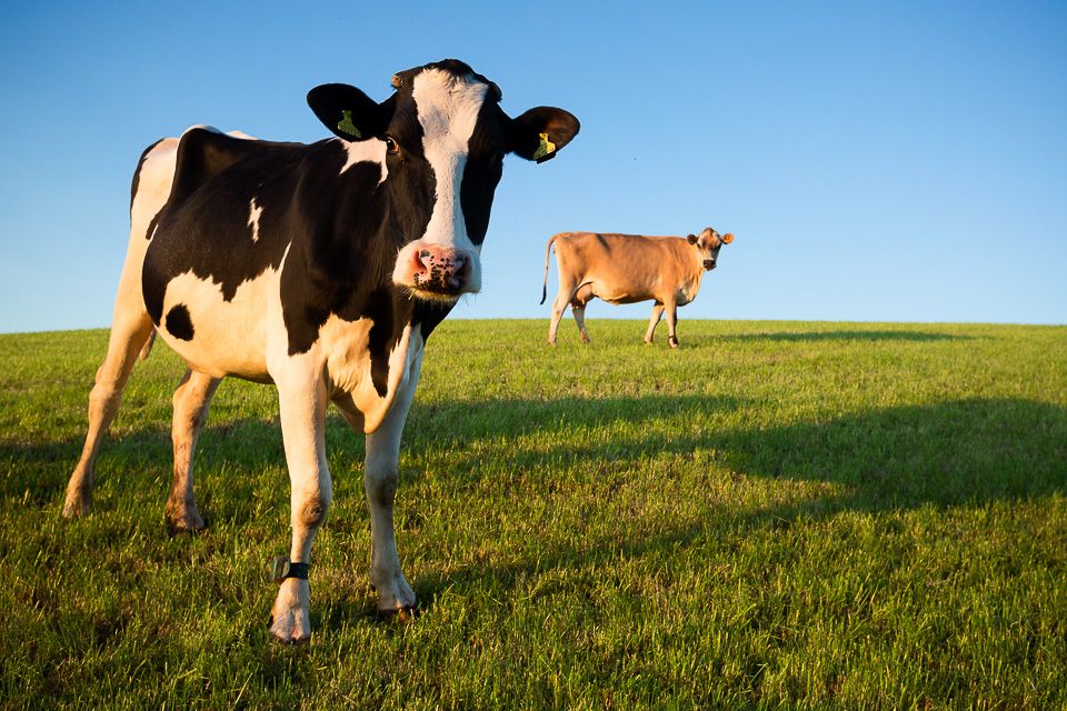 WORLD'S FIRST CARBON CREDITS FROM ENTERIC METHANE REDUCTION ISSUED