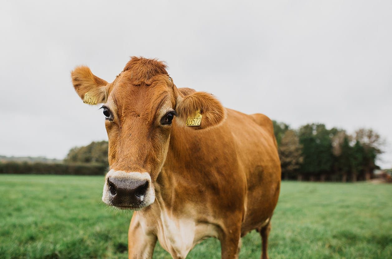 How 'hipster milk' helped save the family farm