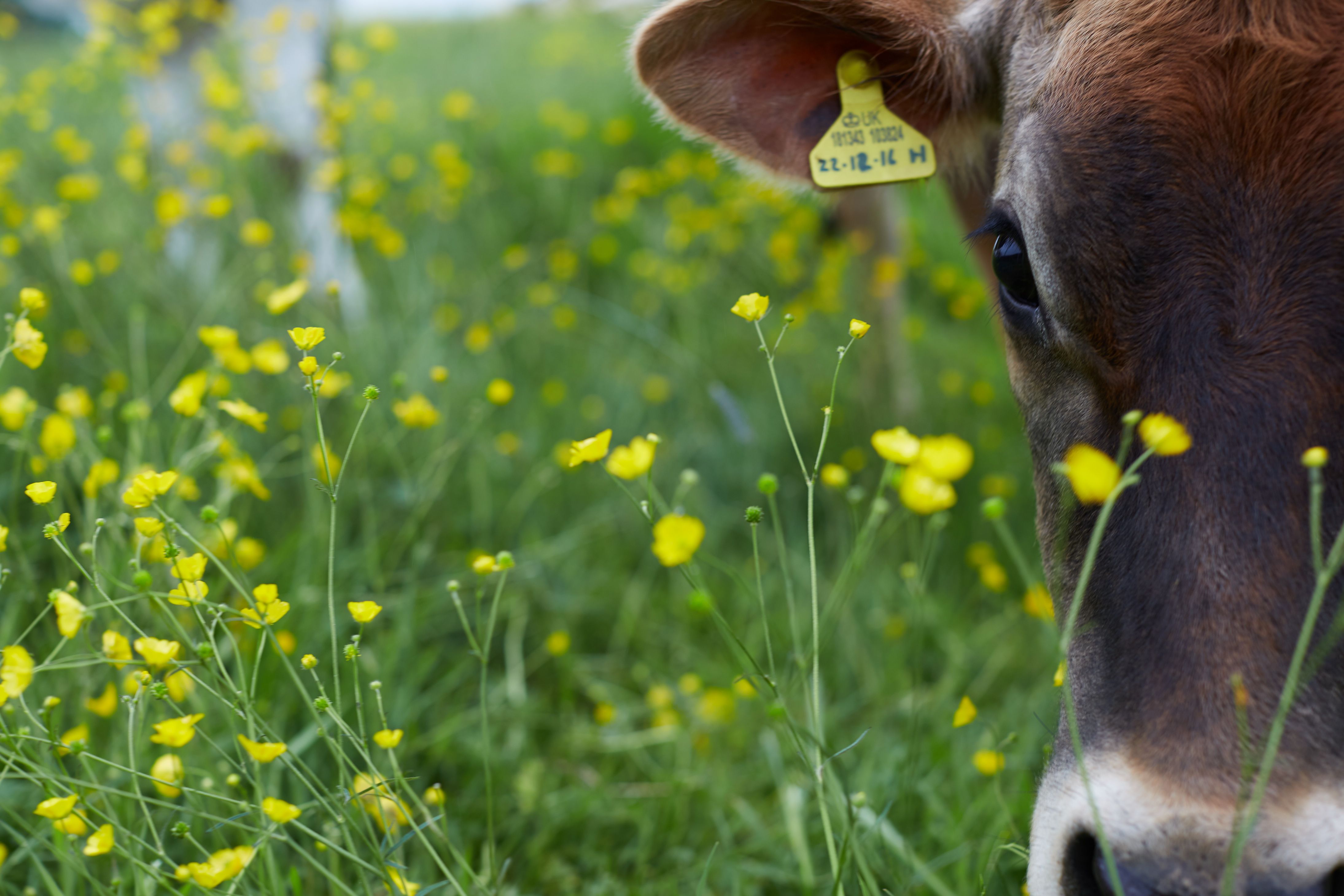 The Lancashire Dairy Farmers Supplying Milk to the Country’s Top Coffee Shops