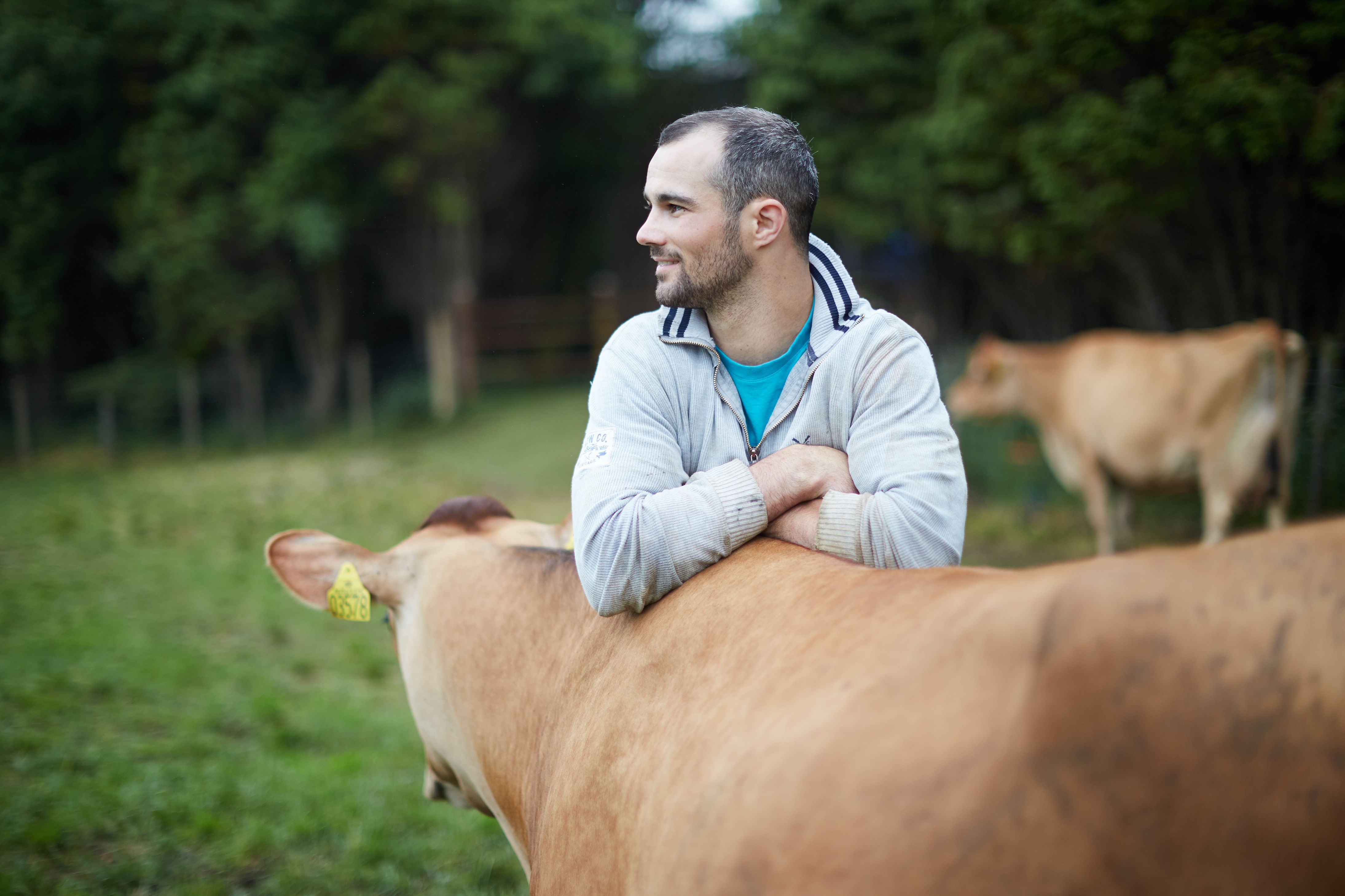 How methane-producing cows leapt to the frontline of climate change