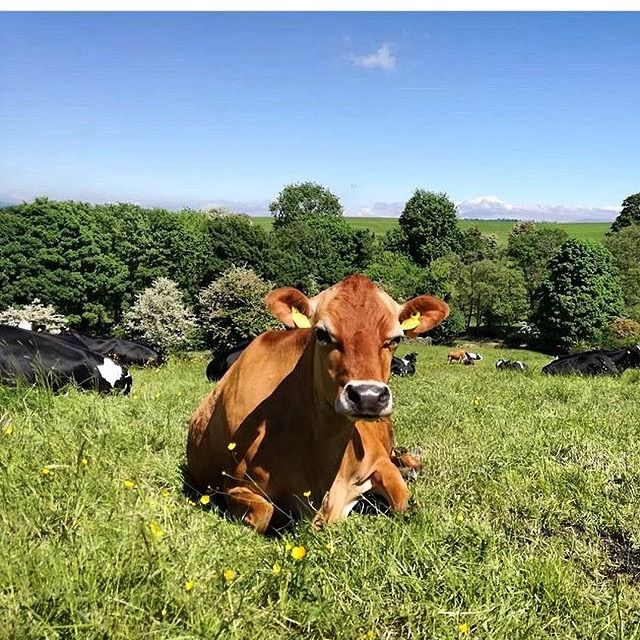 The garlic-fed cows combating global warming