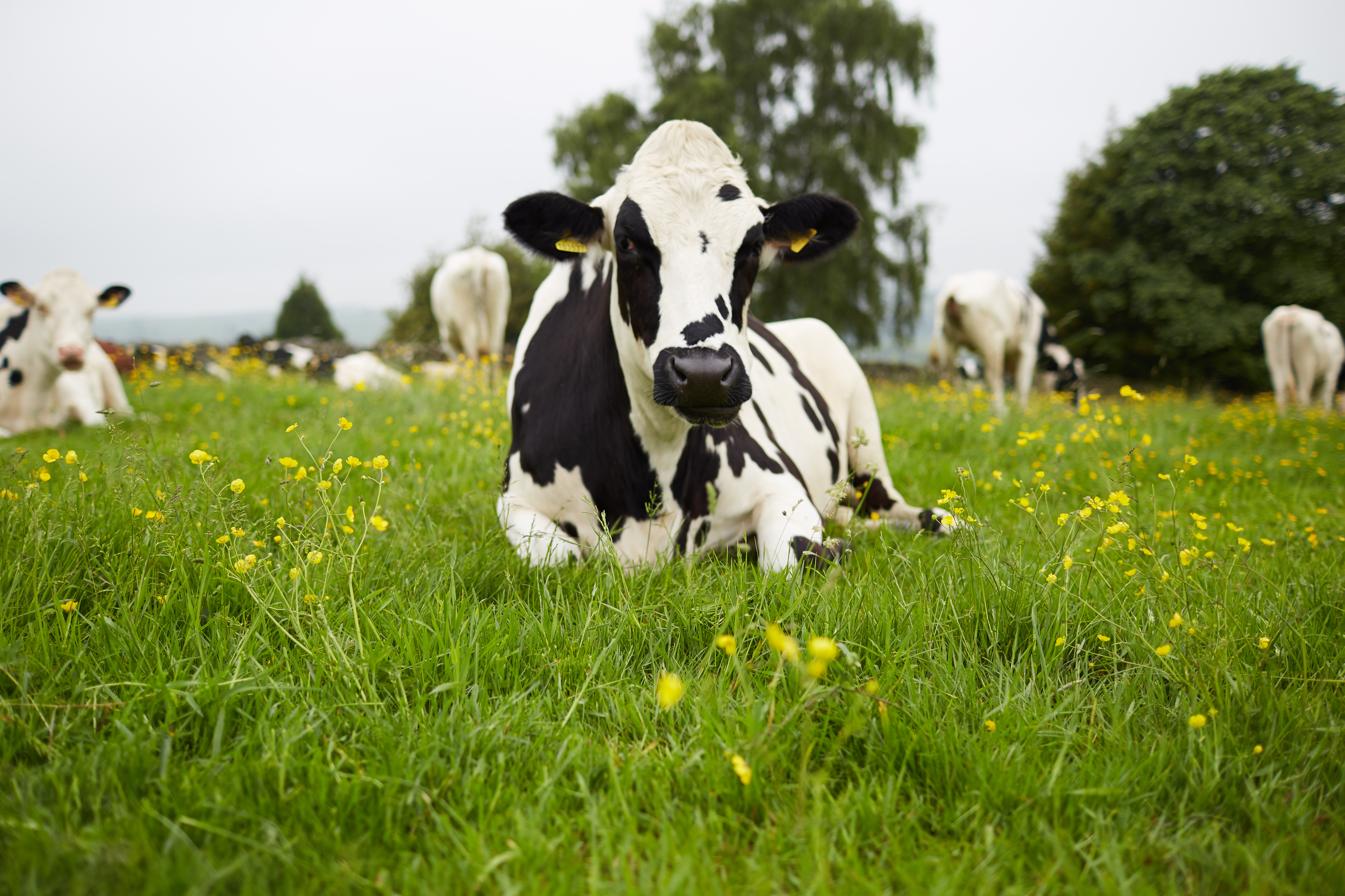 This supplement can reduce methane in cows and make farmers money